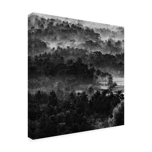 Johanes Januar 'Mist In The Morning Forest' Canvas Art,35x35